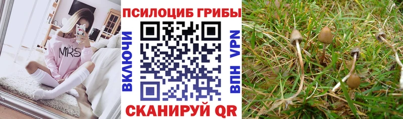 Псилоцибиновые грибы Cubensis  Новочеркасск 